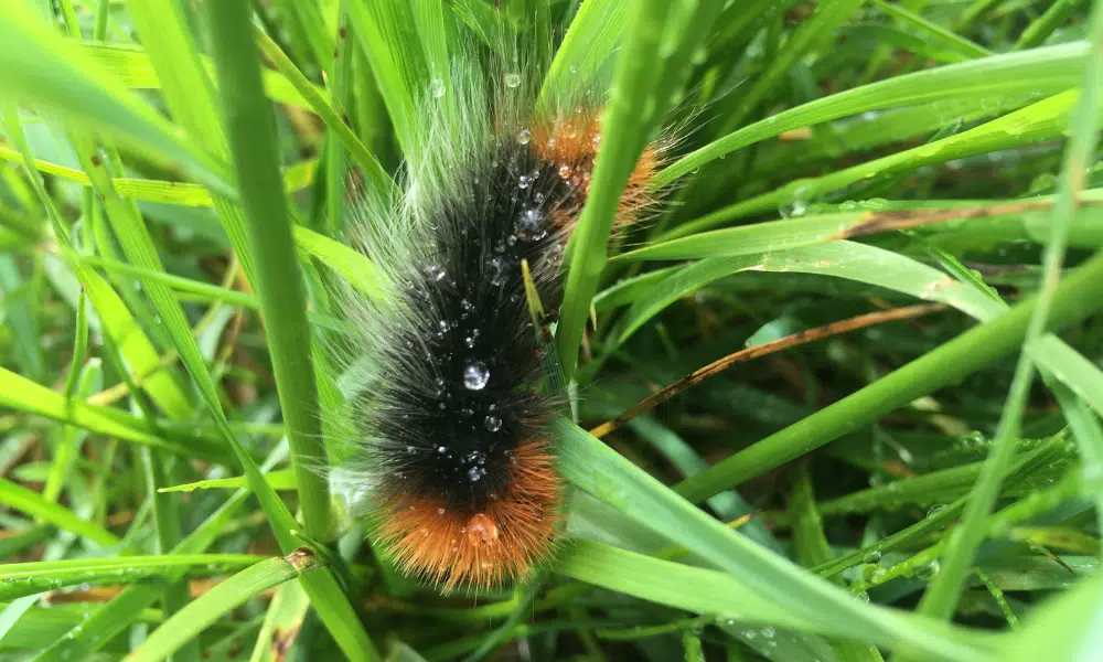 Are Black Fuzzy Caterpillars Poisonous