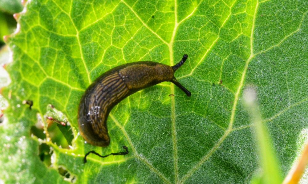 Do Slugs Eat Leaves