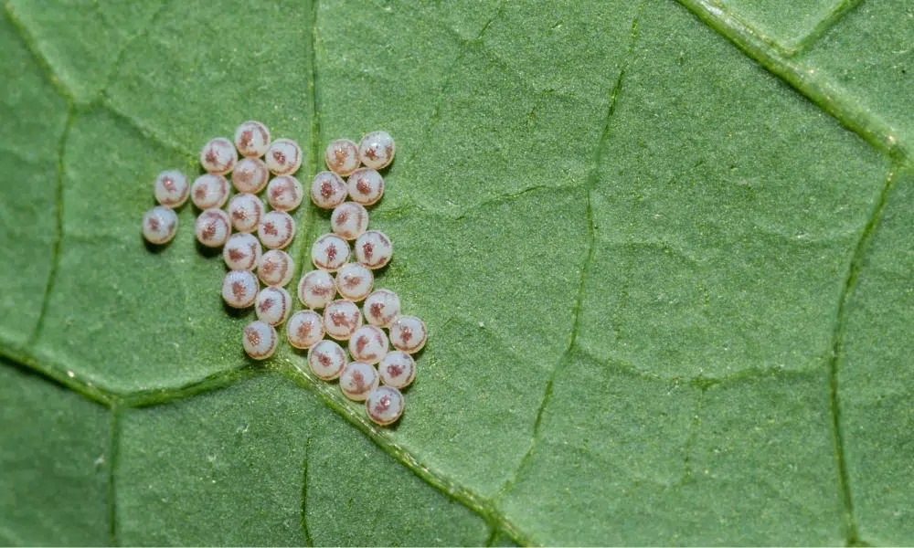 What Do Caterpillar Eggs Look Like