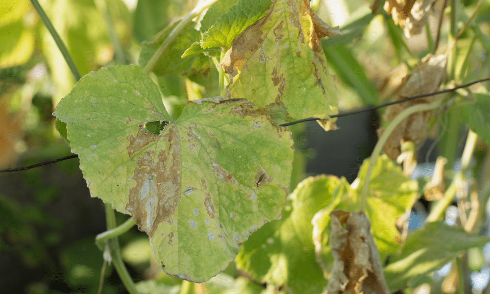 What Do Thrips Eat