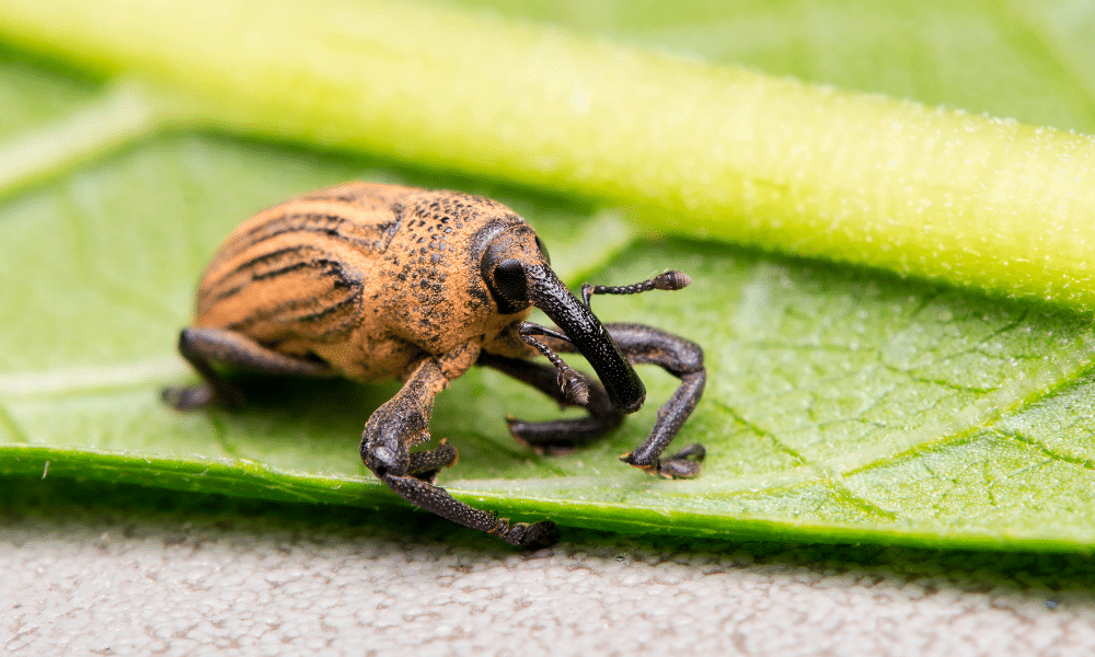 What Do Vine Weevils Eat