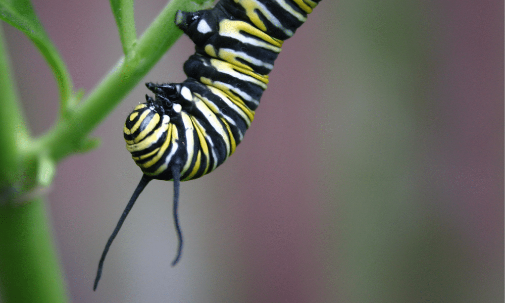 Do Caterpillars Have Ears