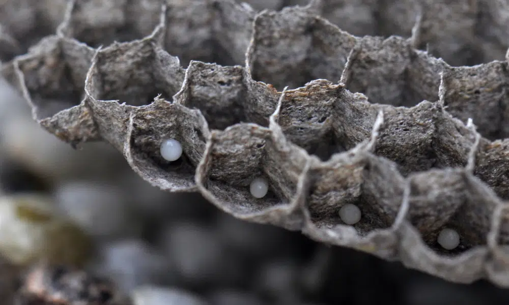 Do Wasps Lay Eggs