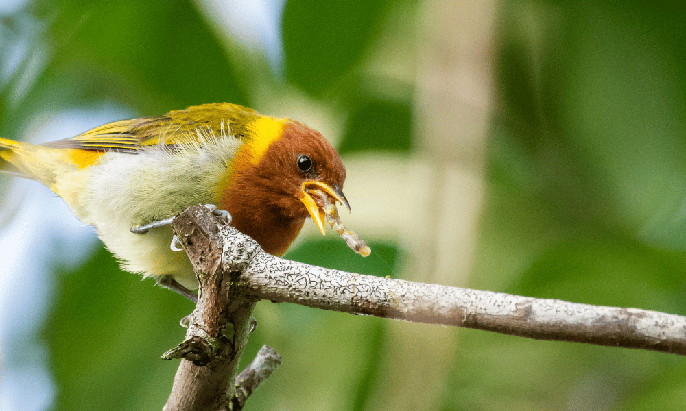 what animal eats a caterpillar 2