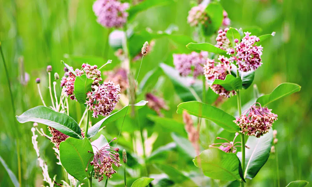 Do All Caterpillars Eat Milkweed