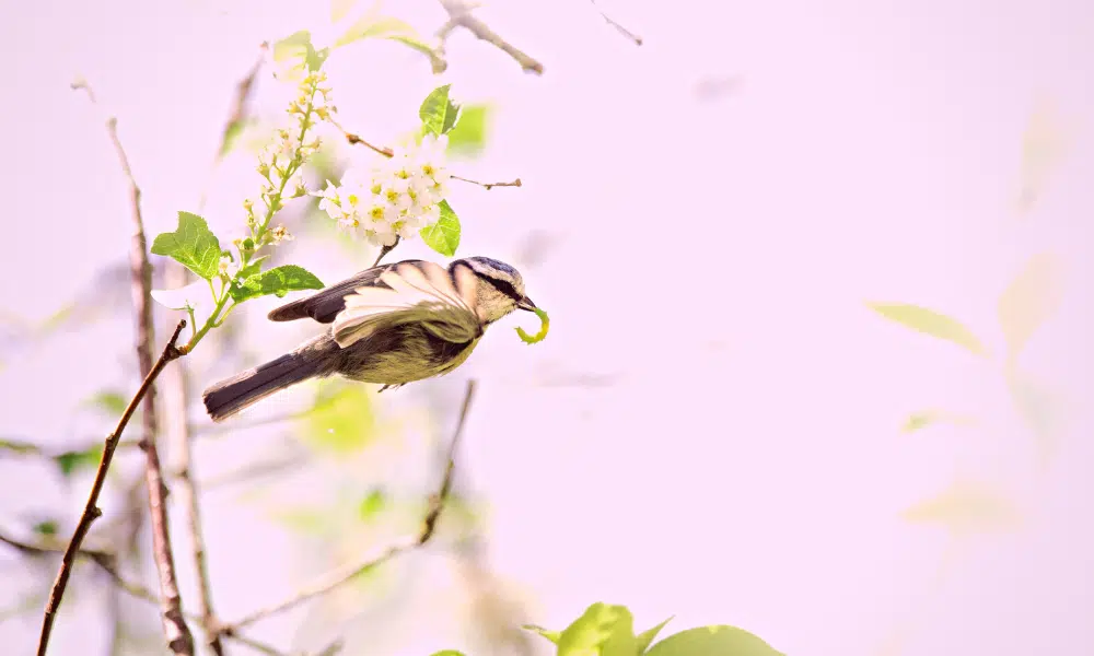 Do Birds Eat Caterpillars? (Full List!) | Pests Banned Do Birds Eat Caterpillars? (Full List!) | Pests Banned
