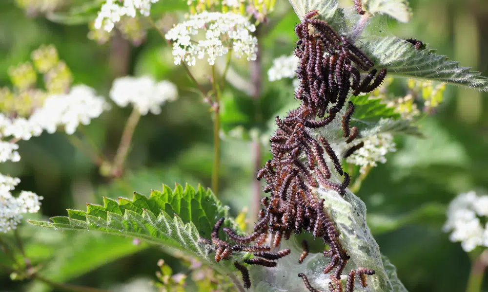 What Do Baby Caterpillars Look Like