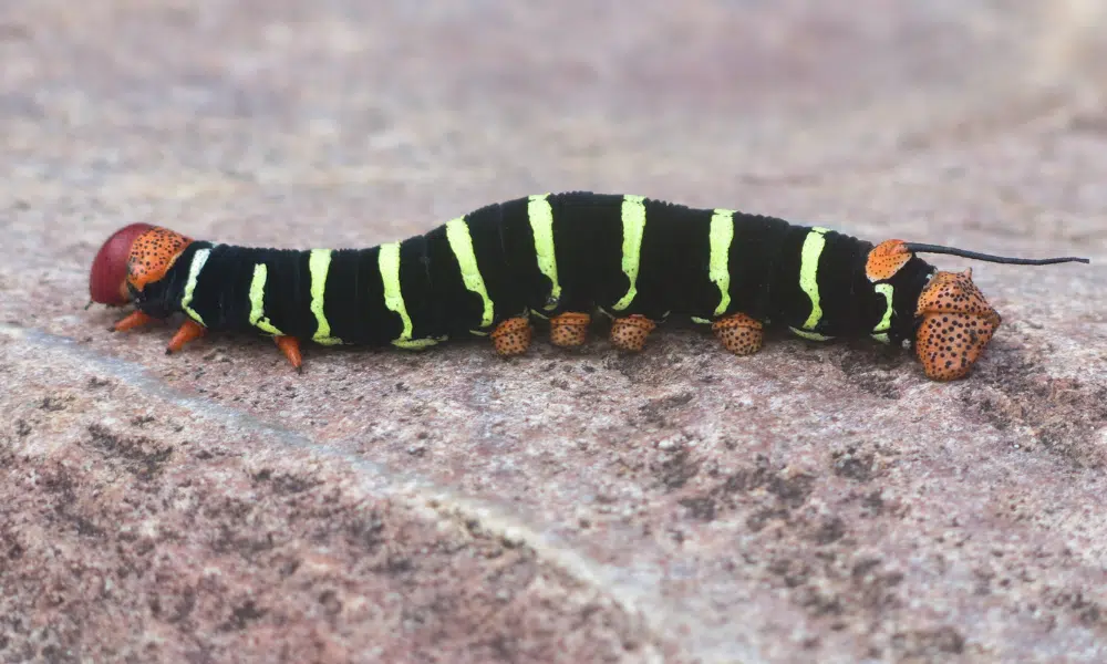 What Do Poisonous Caterpillars Look Like