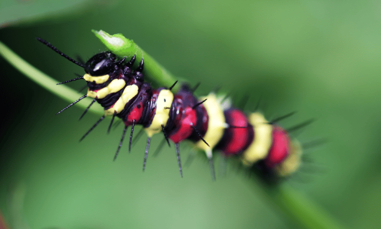 What Do the Colours of Caterpillars Mean