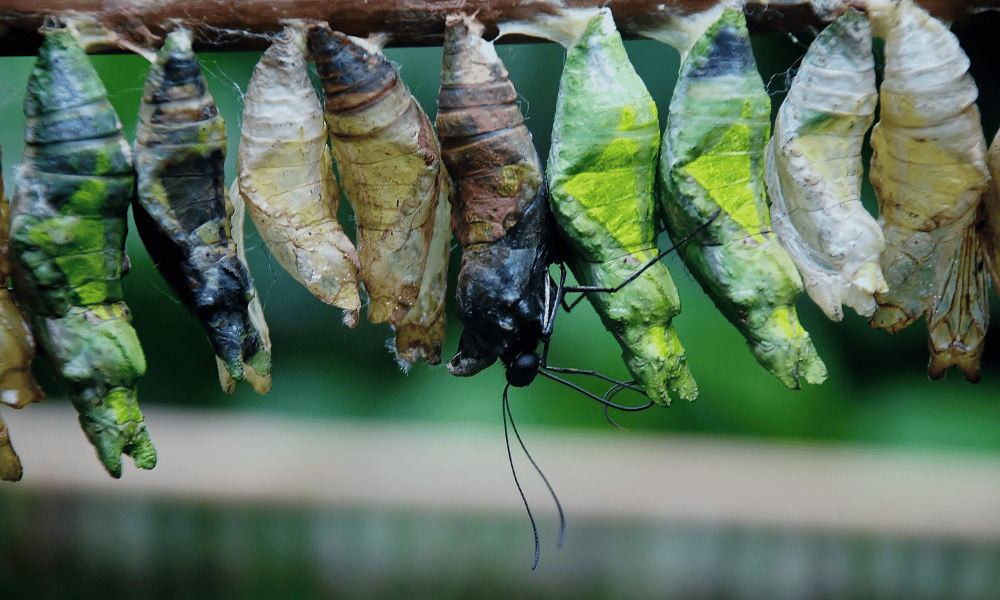 When Do Caterpillars Cocoon