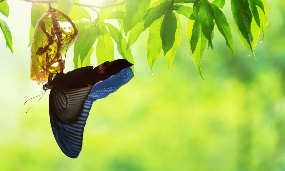 Why Do Caterpillars Change Into Butterflies