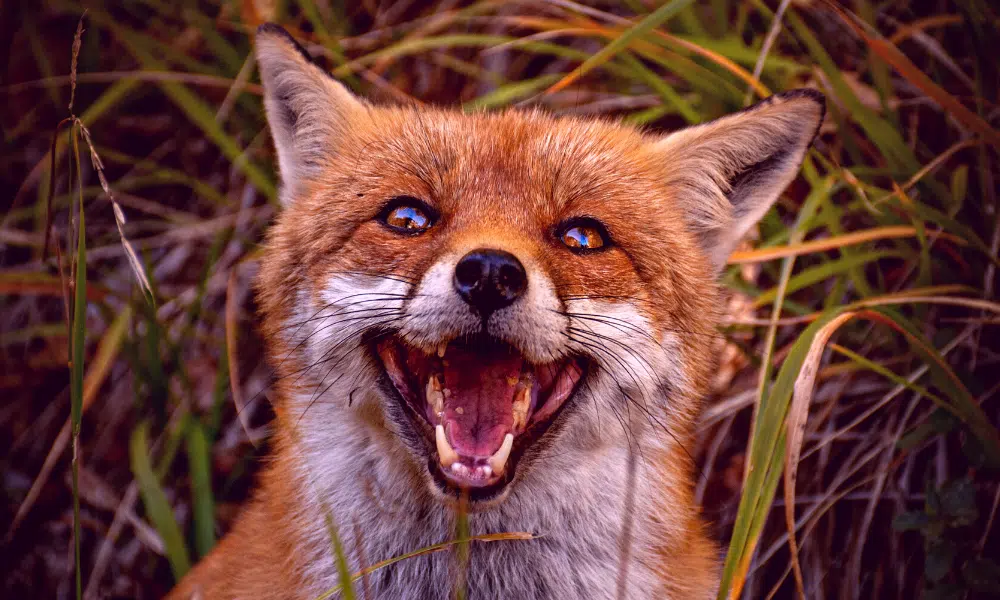 Why Do Foxes Scream