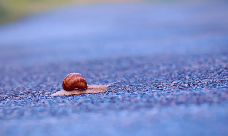 Why are Snails So Slow