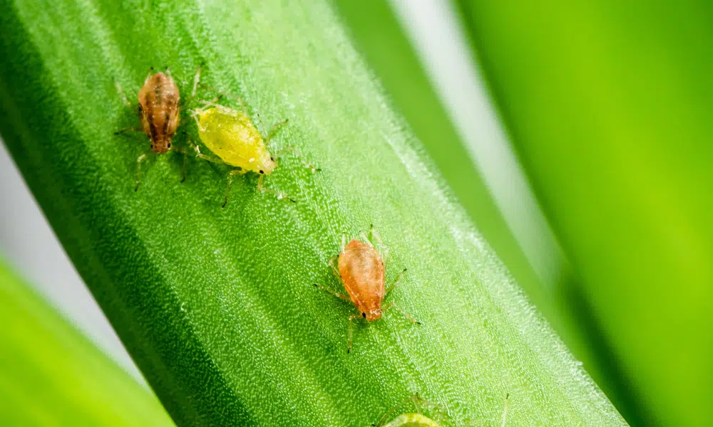 Do Aphids Change Colour 1