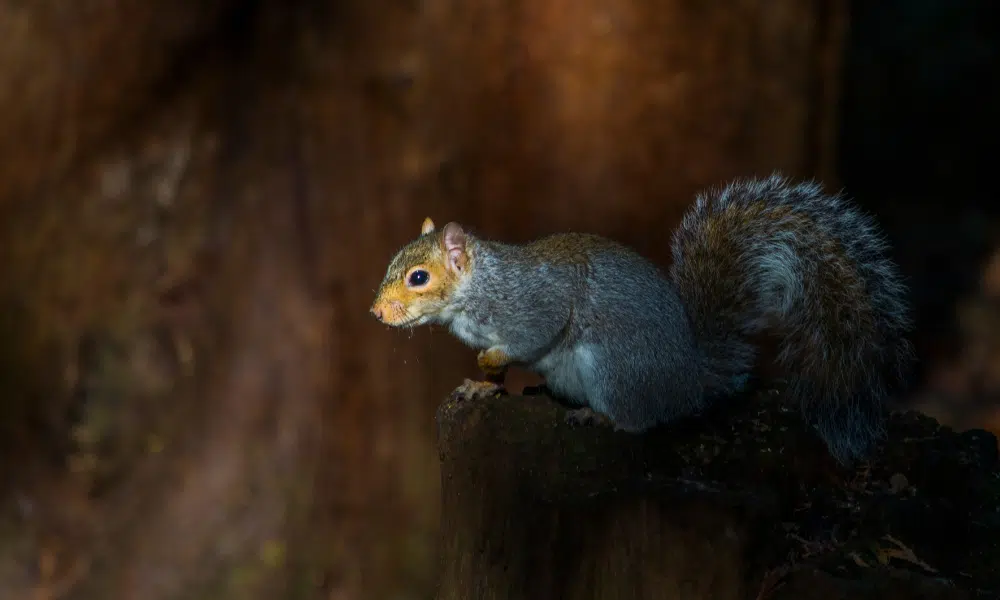 Do Squirrels Come Out at Night
