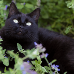 Does Catnip Deter Cats?