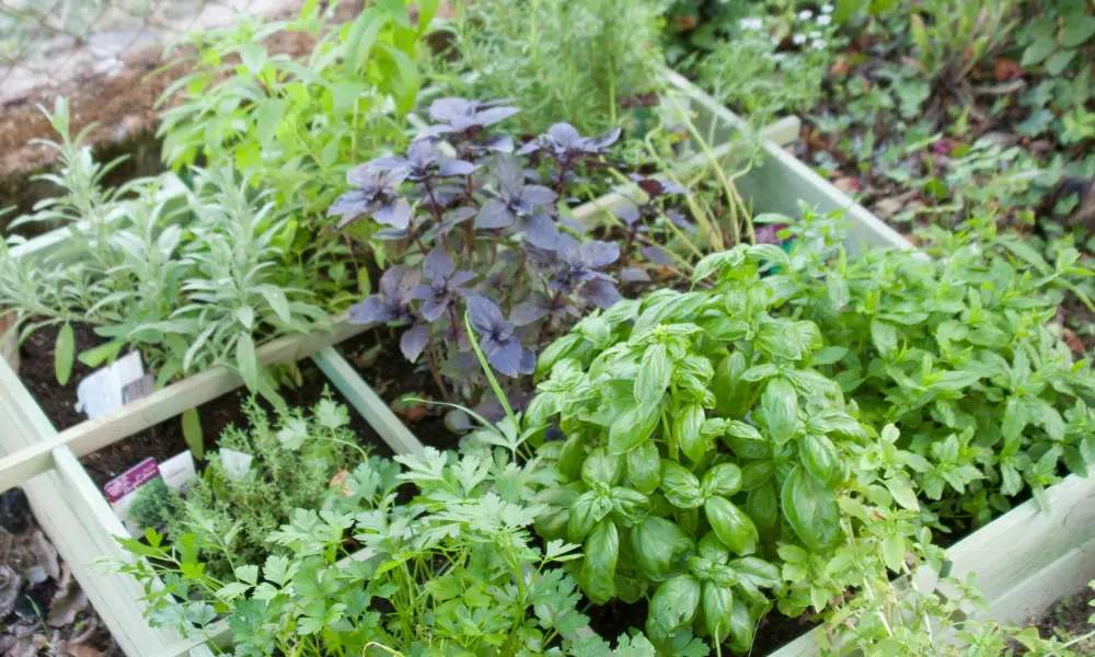 What Herbs Deter Cats