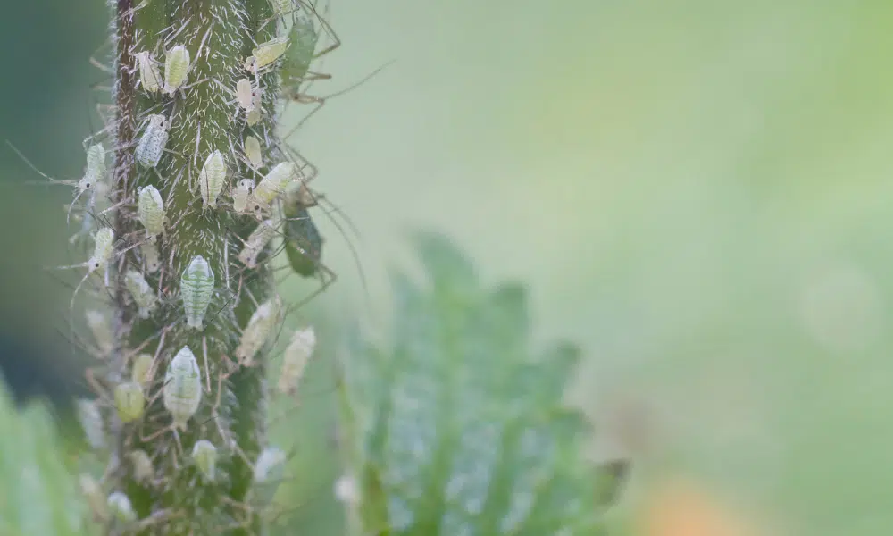 Do Aphids Pollinate
