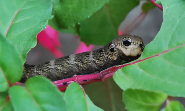 What Do Elephant Hawk Moth Caterpillars Eat? | Pests Banned What Do Elephant Hawk Moth Caterpillars Eat? | Pests Banned