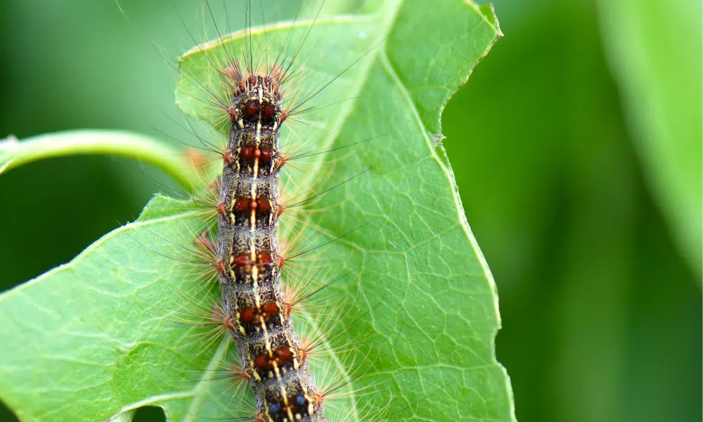 What Do Gypsy Moth Caterpillars Eat