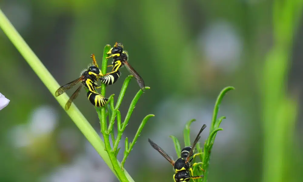 Do Wasps Like Lavender