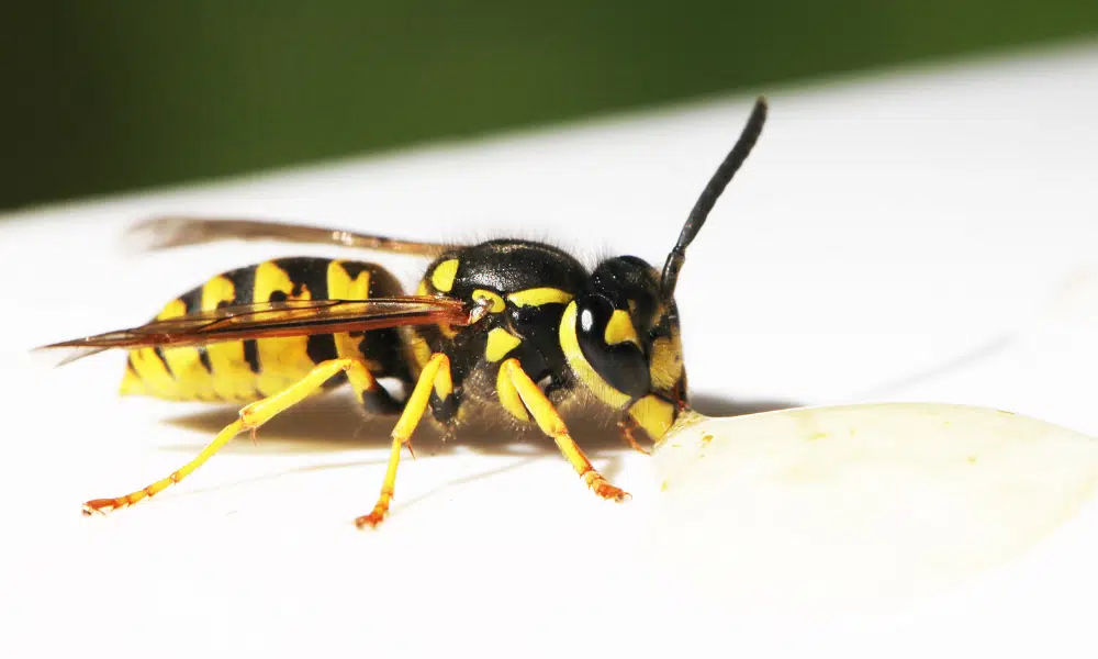 Why Do Wasps Like White Cars