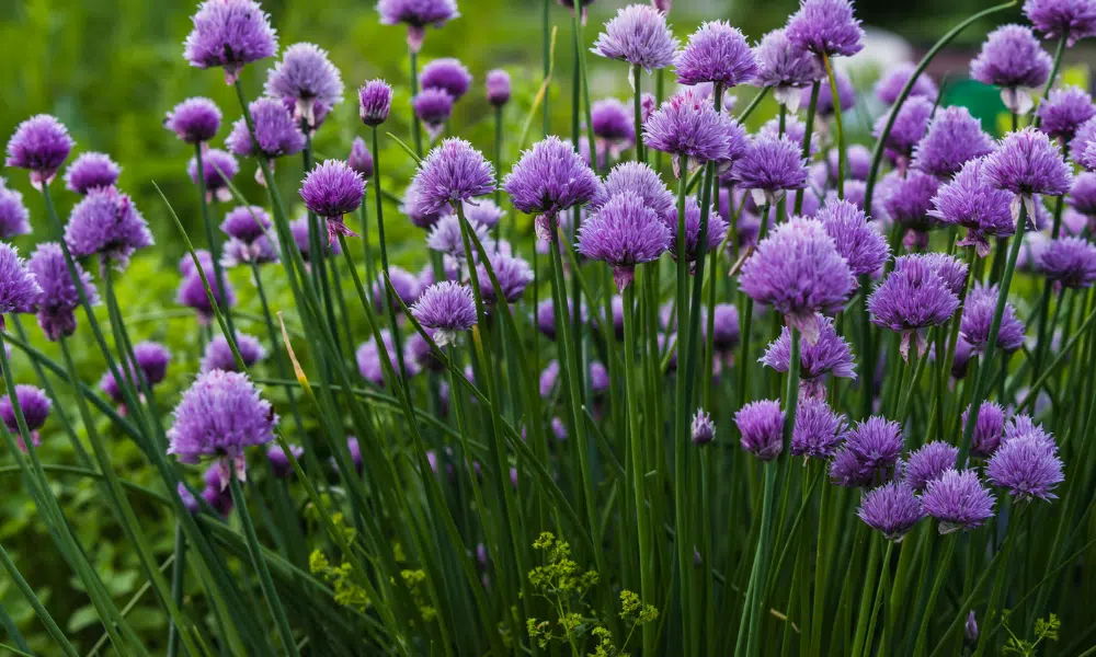 Do Slugs Eat Chives