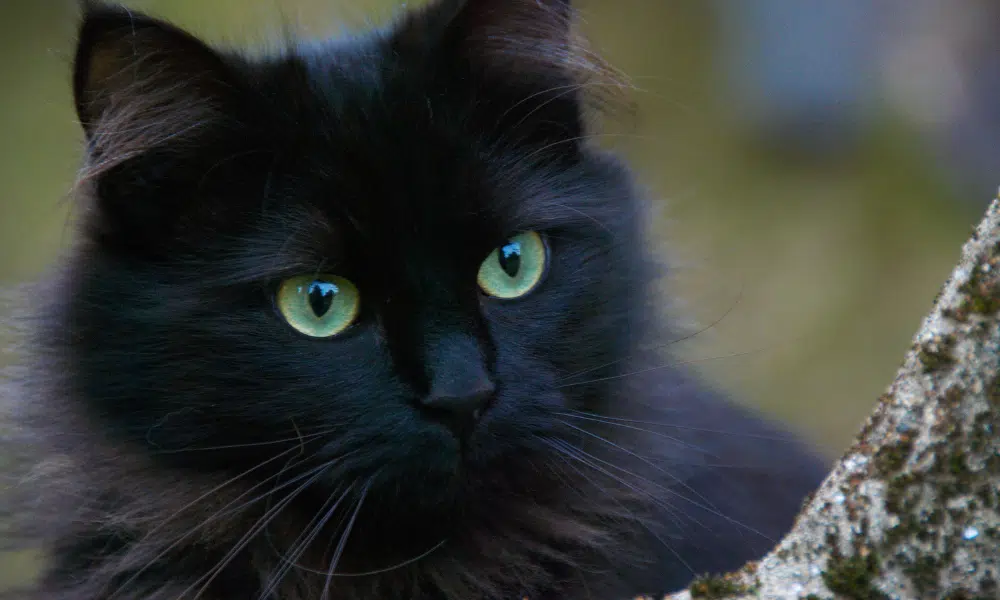 Are Black Cats Bad Luck